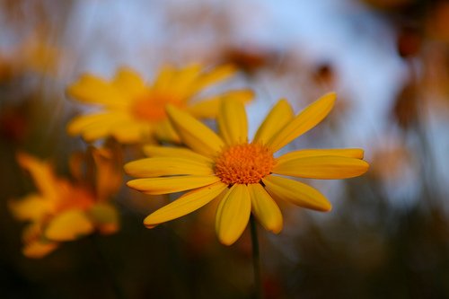 Spring Yellow