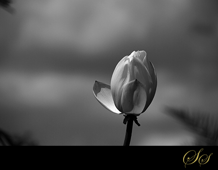 Lotus-BlackandWhite