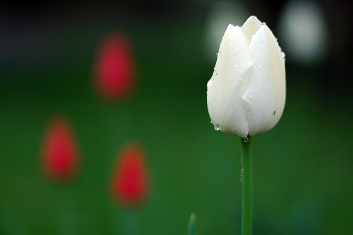 Tulips