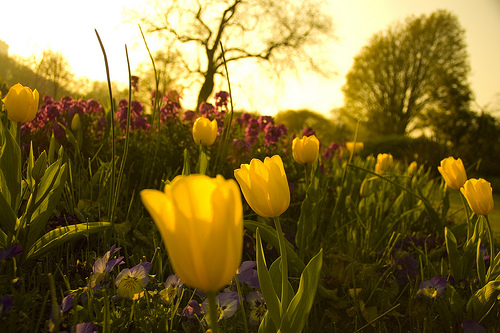 A burst of Spring