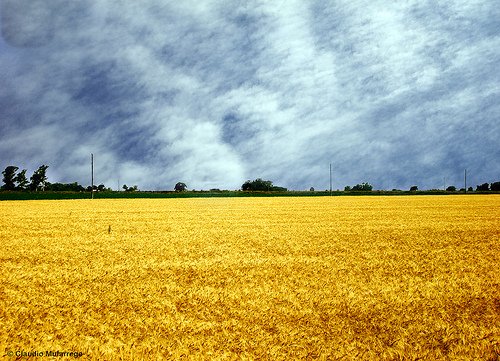 Cielos Y Campos De La Pampa Argentina 3