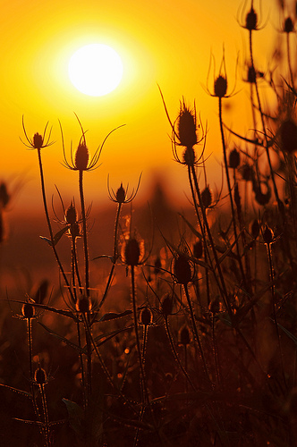 Sunset And Plants II