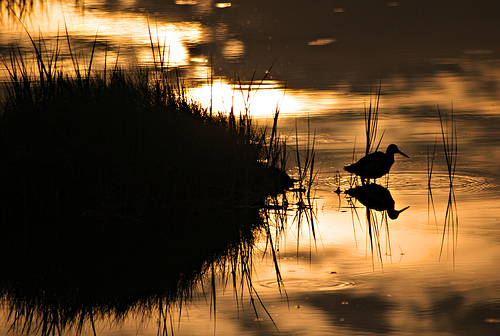 Bird Mourning