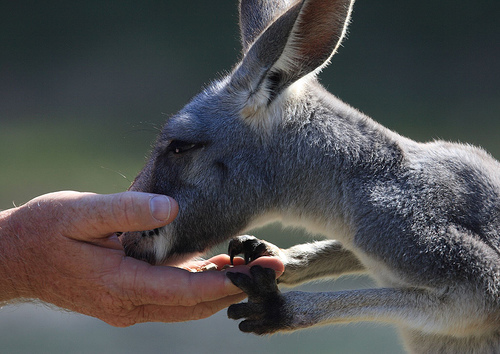 Currumbin Wildlife Sanctuary