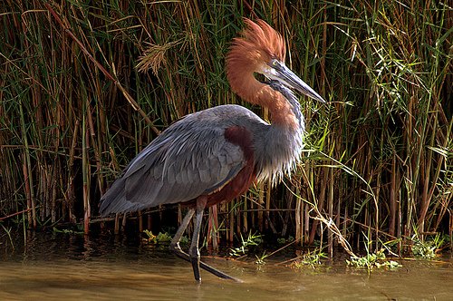 Goliath Heron