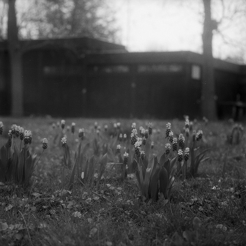 Grape Hyacinths In B&W