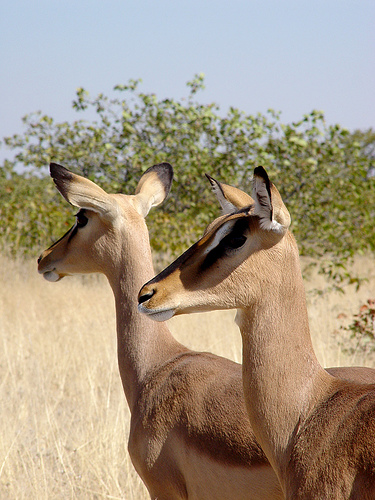 Impala