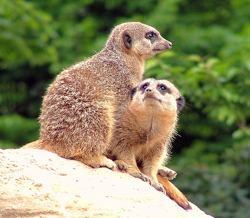 London Zoo