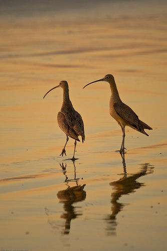 Long Billed Curlew