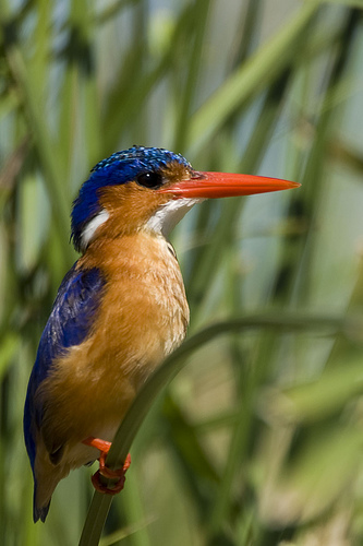 Malachite Kingfisher