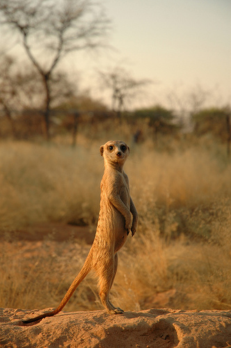 Meercat In Sunset