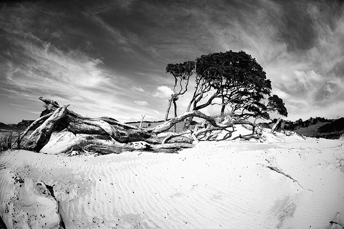 Pakiri Beach In B&W