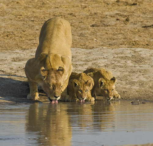 Quenching Thirst