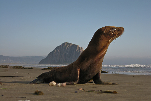 Sea Lion