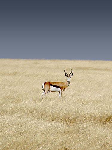 Springbok