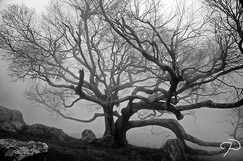 Tree In The Fog