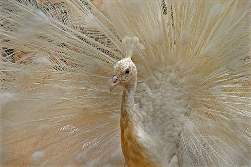 White Peacock