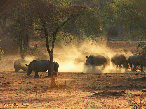 White Rhino