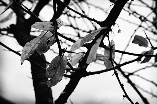 Winter Leaves