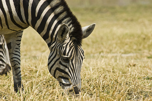 Zebra