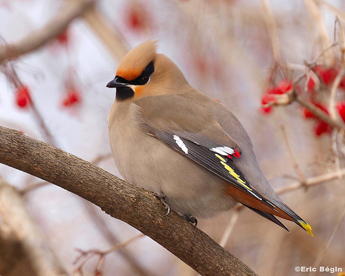 Bohemian Waxwing