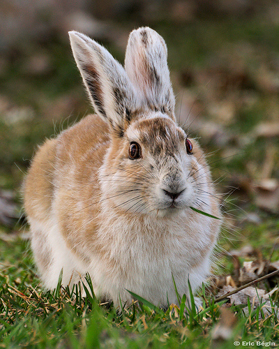 Snowshoe Hare