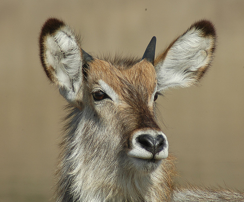 Young Waterbuck