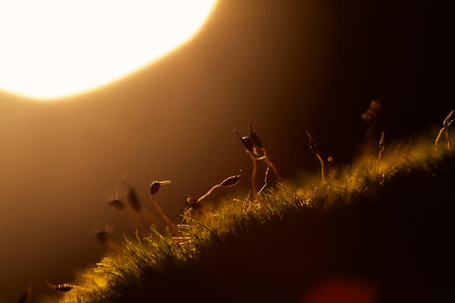 A Kiss In The Evening Sun