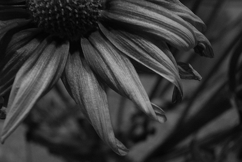 Black And White Petals