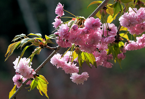 Branch A Blossoms