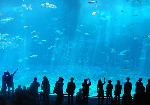 Okinawa Churaumi Aquarium