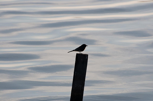 Silhouetted (bird)