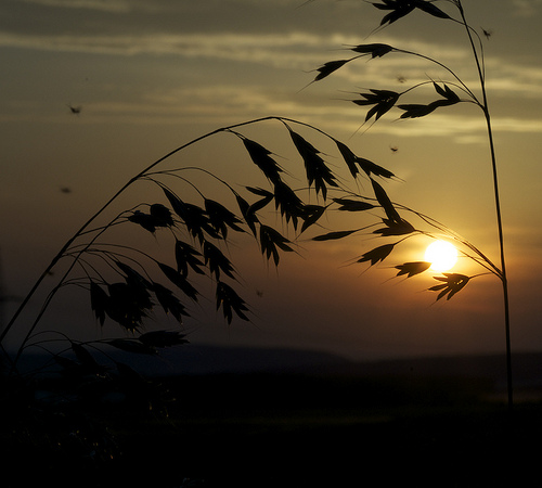 Silhouettes