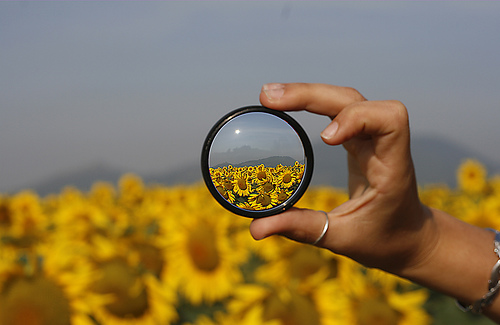 Sunflowers