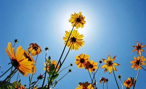 Wild Flowers