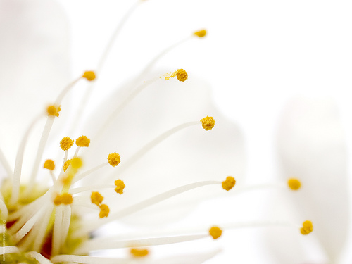 Apricot Flower