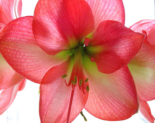 Backlit Amaryllis