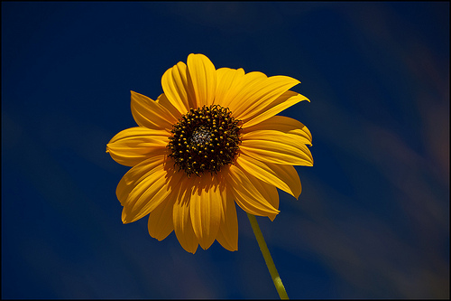 Beach Flower