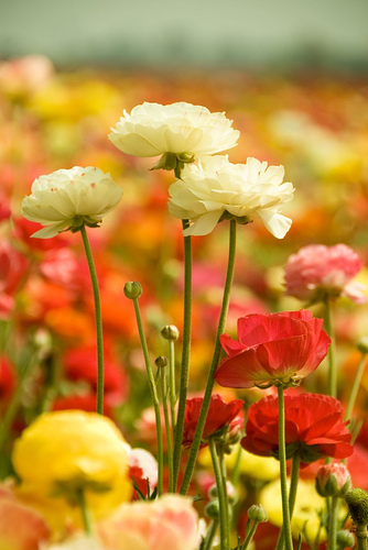 Carlsbad Flower Field