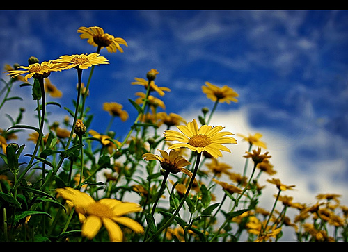 Earth Laughs In Flowers