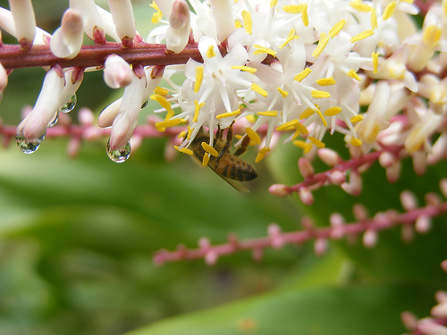 Flower Macro