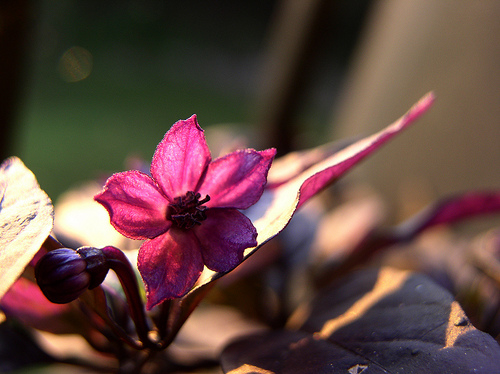 Flowering