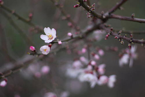 Flowers In The Evening