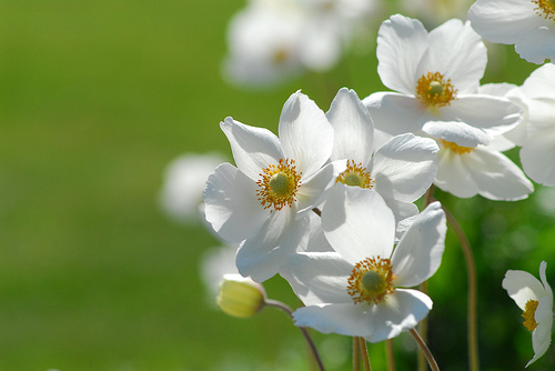 Flowers On Green