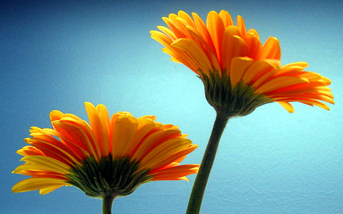 Gerberas