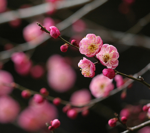 Japanese Plum, Red Flower