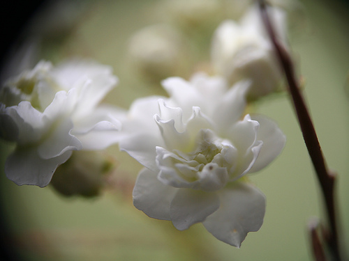 Macro Flower