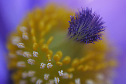 Pasque Flower