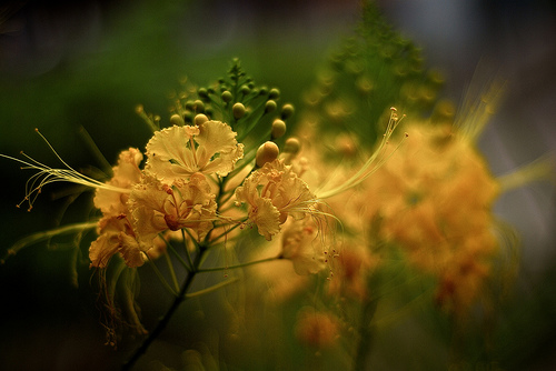 Yellow Flowers