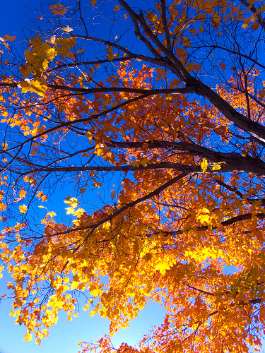 Yellow Leaves